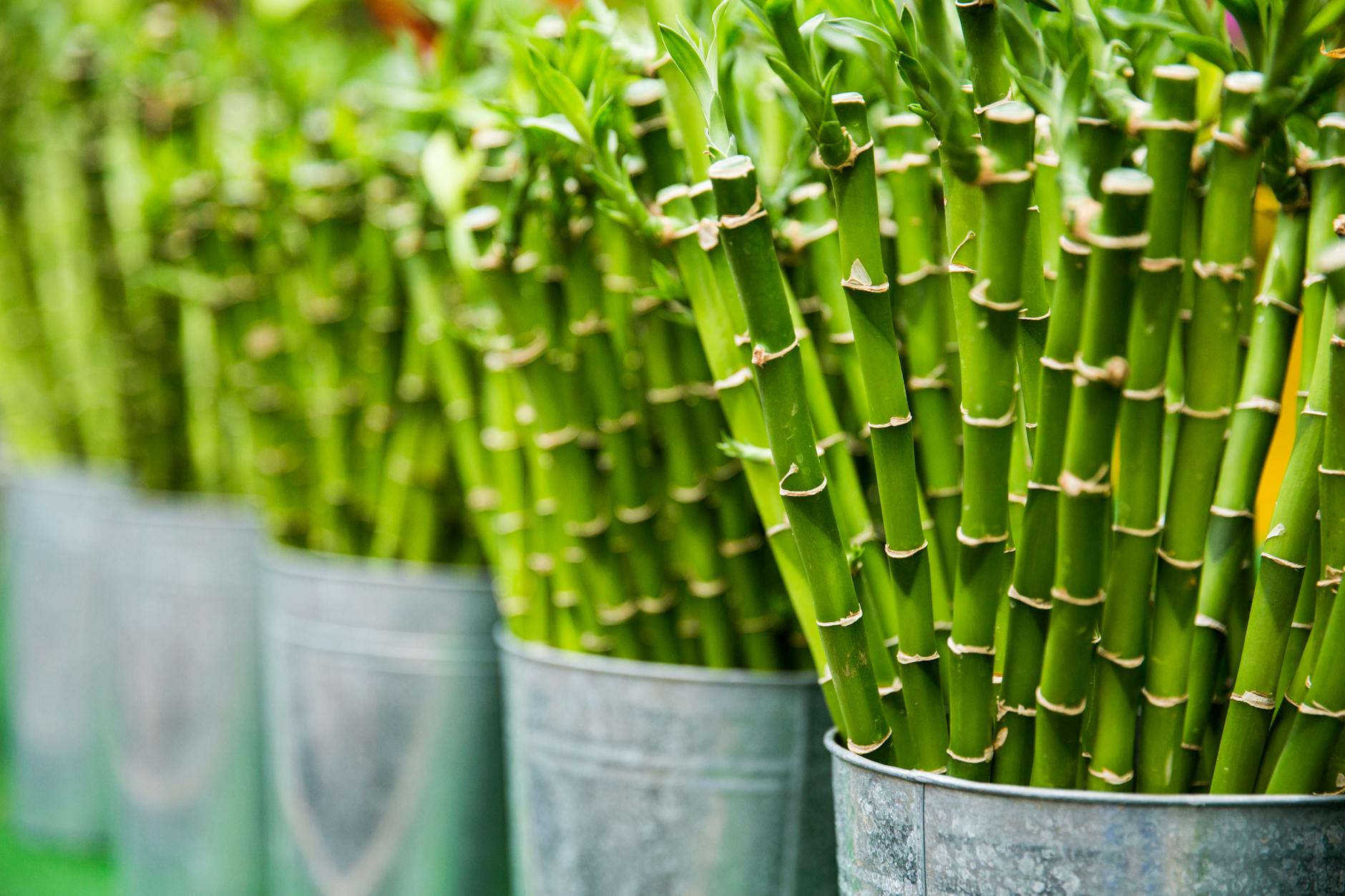 A jade plant and lucky bamboo arranged on a wooden table.